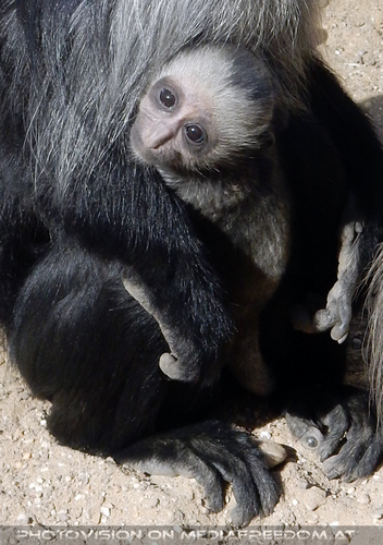 B�renstummelaffenbaby