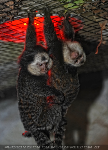 Bei der W�rmelampe