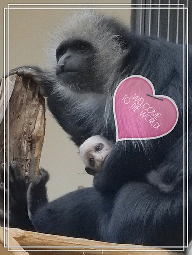 B�renstumelaffen Mama mit Baby 05