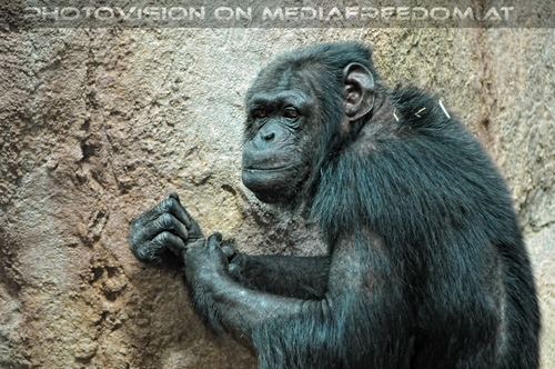 Die Schimpansen 1