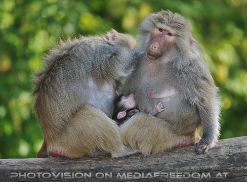 Er�ffnung Paviananlage 01