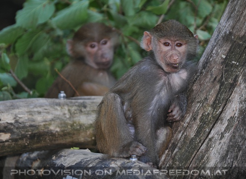 Er�ffnung Paviananlage 02