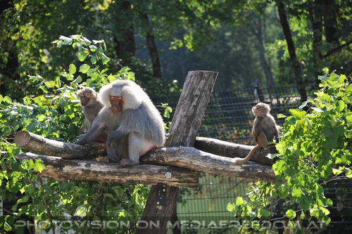 Er�ffnung Paviananlage 15