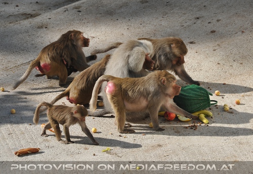 Er�ffnung Paviananlage 29