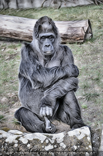 Flachland Gorilla 13