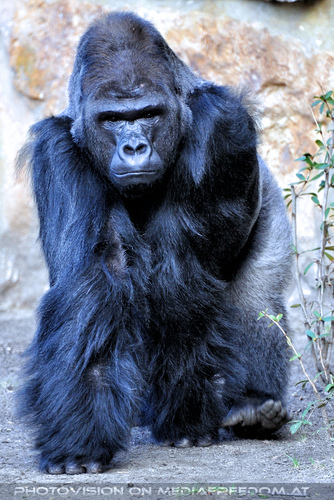 Flachland Gorilla 8
