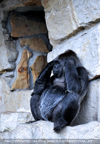 Flachland Gorilla 9