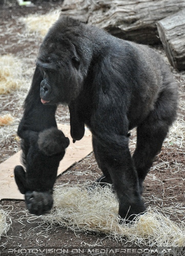 Flachlandgorilla 5