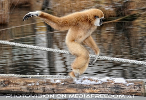 Gibbon 2