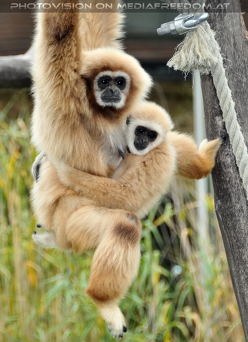 Gibbon mit Baby