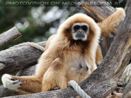 Gibbon Mutter