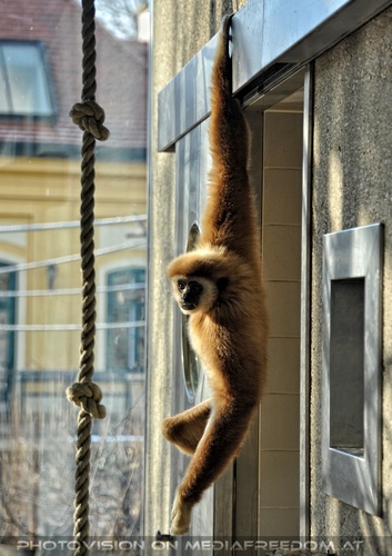 Gibbons 2
