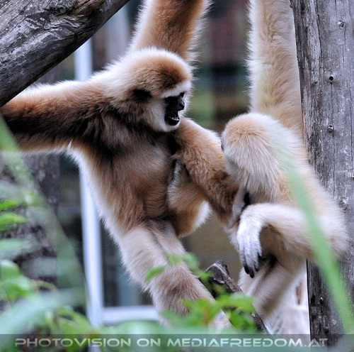 Gibbons 4
