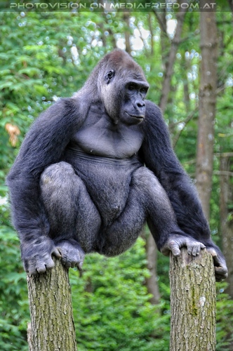 Gorilla Bai 3