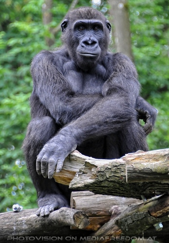 Gorilla Bai 4
