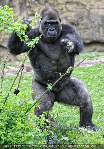 Gorilla Drohung