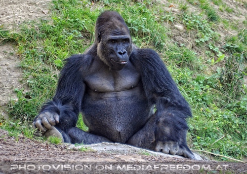 Gorilla Mann