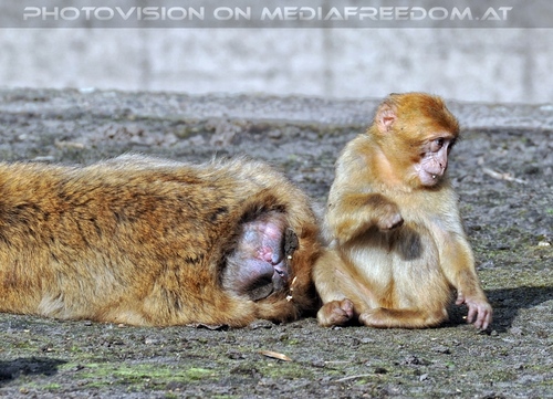 Im Affenhaus 02