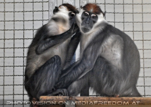 Im Affenhaus 09