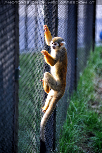 Im Affenhaus 1