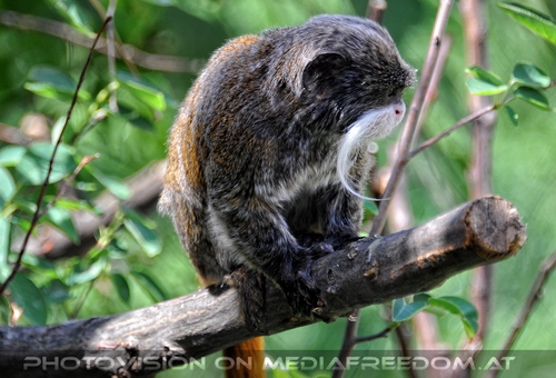 Im neuen Affenhaus 08