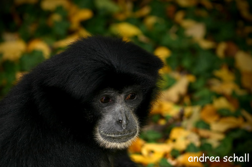 junger siamang