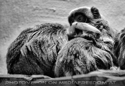 Kaiserschnurrbart Tamarin 1