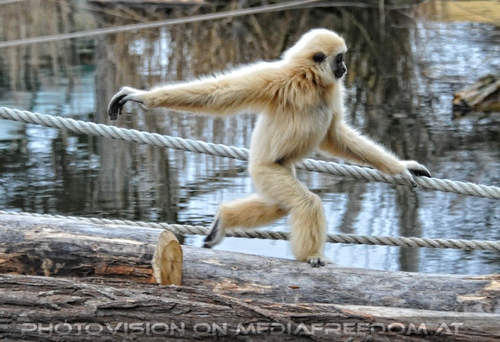 Laufender Gibbon