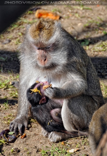 Linzer Tiergarten 04