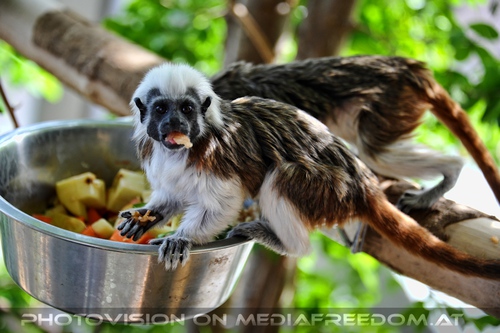 Lisztaffen bei futtern