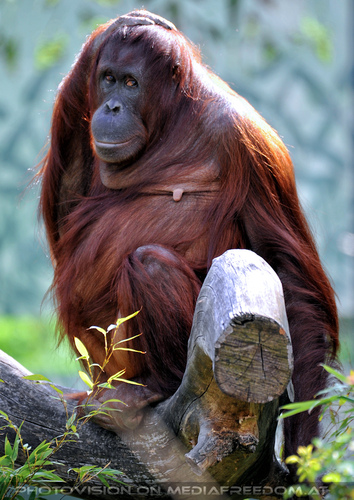 Orang-Utan 3