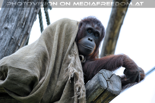 Orang-Utan 7