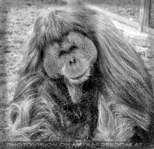 Orang-Utane 3