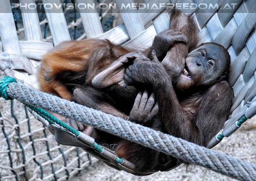 Orang-Utans 06