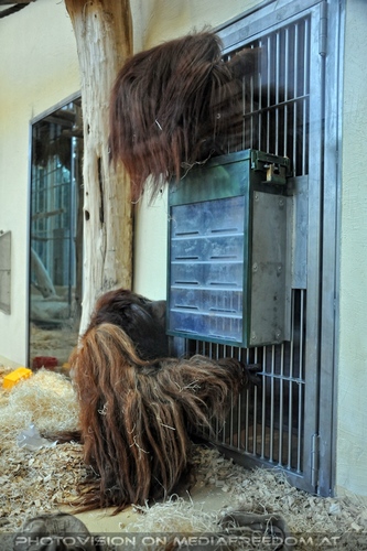 Orang-Utans 1
