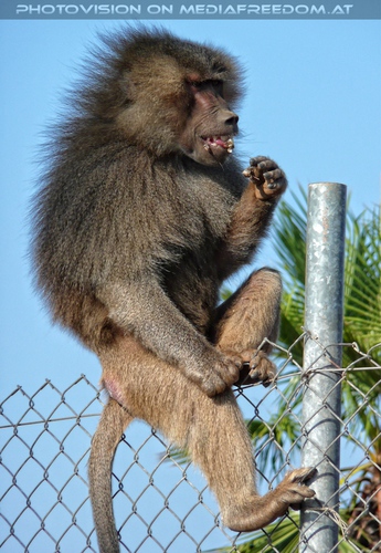 Pavian Zaungast futtert