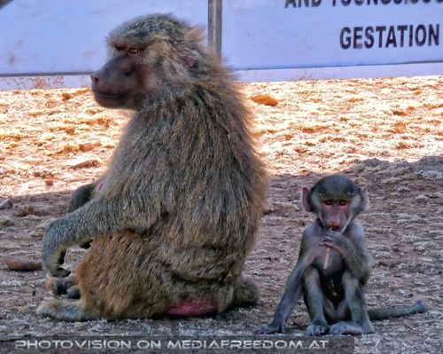 Pavianbaby mit Mutter