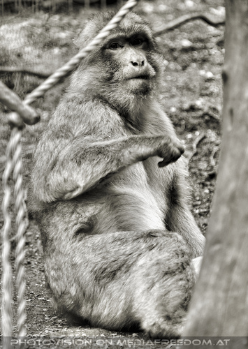 Republik der Affen 1