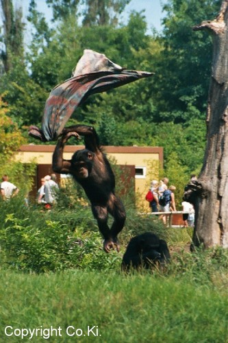 Nur fliegen ist sch�ner...