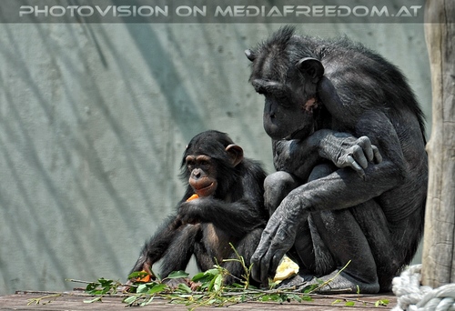 Schimpansen 01