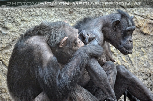 Schimpansen 02