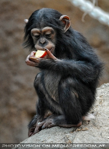 Schimpansen 04