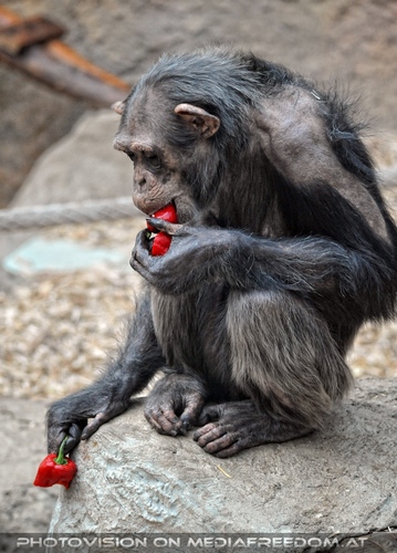 Schimpansen 05