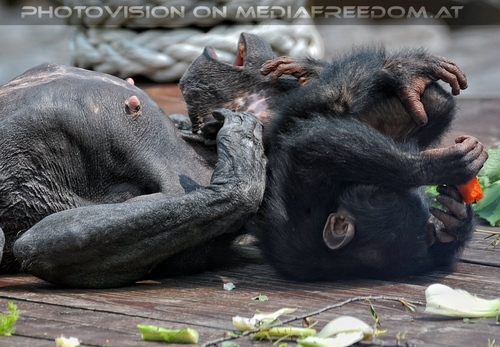 Schimpansen 07