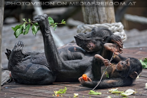 Schimpansen 08