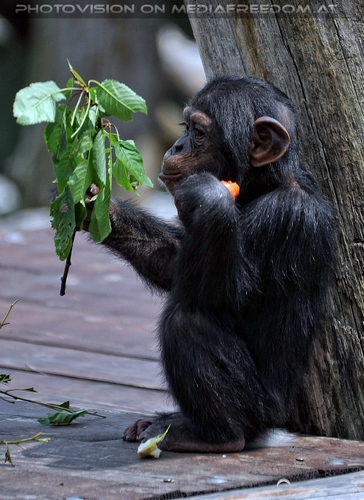 Schimpansen 09