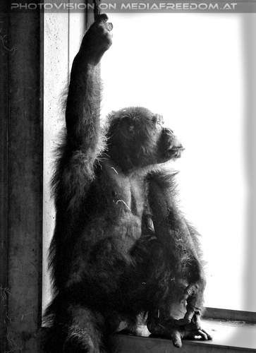 Affen Station 12: Schimpansen