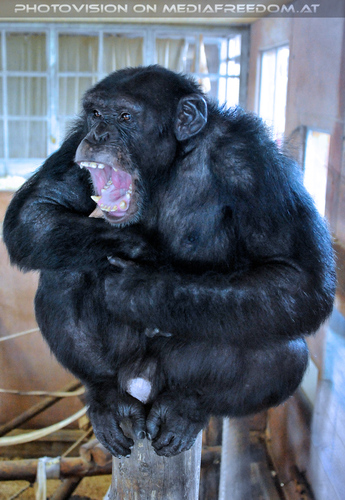 Affen Station 17: Schimpansen