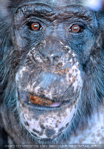 Affen Station 33: Schimpansen