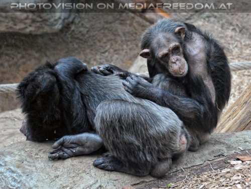 Schimpansen Familie 03
